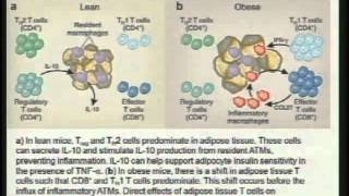 Role of Adaptive Immunity in Obesity Associated Diabetes [upl. by Rafferty854]