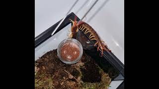 Vietnam Yellow Leg Centipede  Scolopendra subspinipes not so easy rehousing [upl. by Yasmeen]