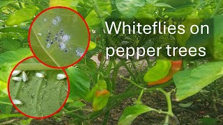 Whiteflies on peppers [upl. by Richmound]