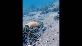 Cowfish attacked by Damselfish  Zamboanguita Philippines scubadiving scuba fish philippines [upl. by Simonsen]