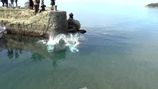 Trieste il tuffo di Capodanno ormai è un must E i Cigar insegnano [upl. by Coussoule10]