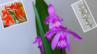 「22237」白芨兰【兰花词典55】Bletilla striata 顺便看一眼宝石兰金满意（静姐说花） [upl. by Gaskill]