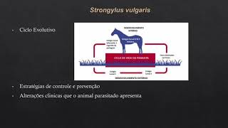 Jennifer Araújo dos Santos  Parasitologia veterinária  MedVet03  strongylus vulgaris [upl. by Geof590]