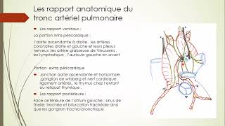 7  Aorte et Artère pulmonaire 11 [upl. by Vania]