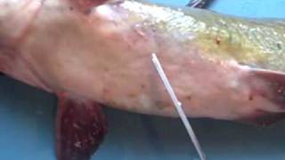 How to Fillet a Catfish the easy way [upl. by Yve]