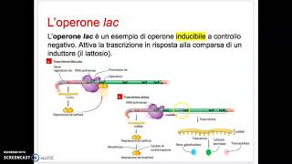 Ciclo cellulare Mitosi e Meiosi  biologia5 [upl. by Neva]