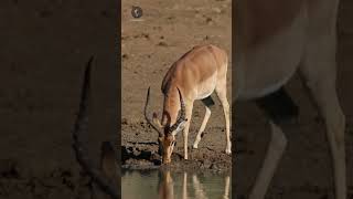 Impalas antilope savana africa herbivoros [upl. by Quincey45]