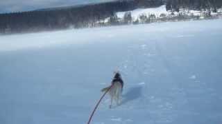 Skichien 111 dans la tempête sur le lac de Joux gelé [upl. by Ilamad]