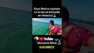 Raya Marina captada en la isla de Enmedio en Veracruz 🏝️ shorts [upl. by Enneiviv]