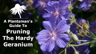 A plantsmans guide to Pruning The Hardy Geranium [upl. by Esdnil]