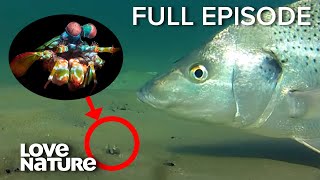 Insane Moment Mantis Shrimp Spears Fish  Speed Kills 202 [upl. by Eihcir]