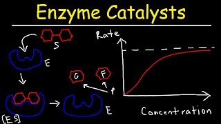 Enzymes  Catalysts [upl. by Namrac191]