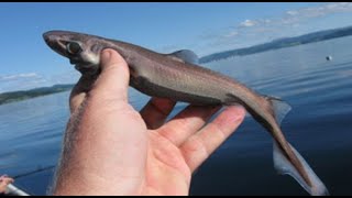 Facts The Lantern Shark [upl. by Kalin503]