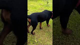 puppy doglover cute doglife alangu dog mastiffdog bullykutta [upl. by Kellyann]