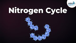 Nitrogen Fixation  Nitrogen Cycle  Microorganisms  Dont Memorise [upl. by Hardigg]