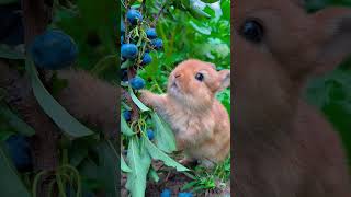 Cute bunny Eating Grape asmr asmreating asmrfood bunny bunnies rabbit coelho netherlanddwarf [upl. by Niela]