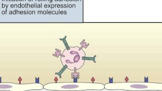 Extravasación de leucocitos [upl. by Lleznod]