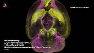 Exploring the mouse brain using the MACS® Deep Clearing Kit and 3D Immunofluorescence Antibodies [upl. by Aaronson]