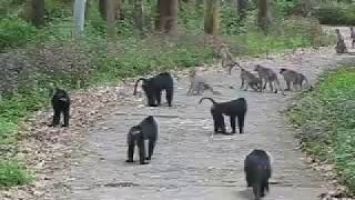 Lion tailed macaque [upl. by Phillida472]