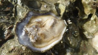 Shoreline Treasure Hunt  Collecting Fresh Oysters Like a Pro [upl. by Atlante]