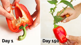 How to Grow Bell Peppers at Home  From Storebought Peppers [upl. by Elmaleh]