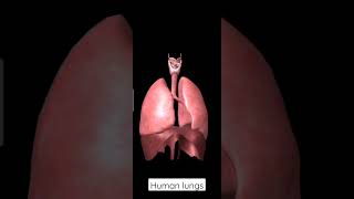 lungs human asmr motivation youtube medical shortvideo youtuber medicine [upl. by Ankney]