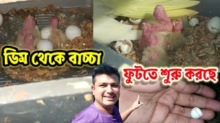 ককাটেল পাখির ডিম থেকে বাচ্চা ফুটতে শুরু করছে  cockatiel breeding setup  Birds of village [upl. by Alyahc]