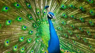 Peacock song or callBeautiful Peacock opening amp closing feathers Peacock dance [upl. by Ynned]