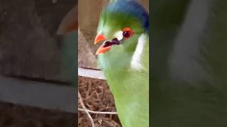 Turaco Bird Sounds like a Dog birds bird nature animals pets [upl. by Bigler]