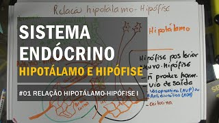 Sistema endócrino  Hipófise [upl. by Ane]