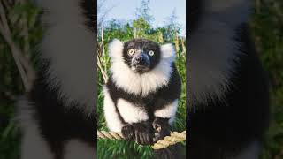 Blackandwhite Ruffed Lemur Varecia variegata [upl. by Ahsiekan]