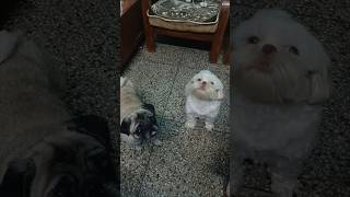 Shih tzu barking  pug barking  twodogs dogbarkingsounds dogsound viraldogs [upl. by Ananna822]