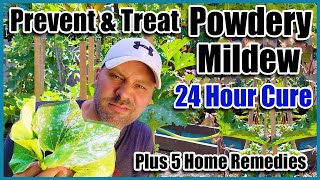 Prevent amp Treat Powdery Mildew and 5 Home Remedies That Really Work [upl. by Nol746]