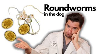 Roundworms in the Dog [upl. by Akirrehs]