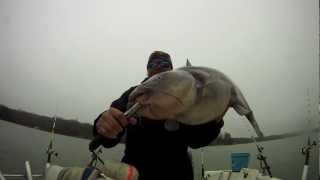 51 Pound Lake Wylie Blue Catfish January 2013 [upl. by Ferdie]