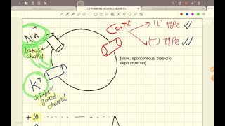 L2amp3 physiology Properties of the cardiac muscle cvs [upl. by Annabelle415]