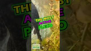 The Most Active Pleco [upl. by Gustav]