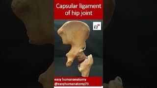 Capsular ligament of hip joint lowerlimbanatomy ligaments hipjoint viralshorts [upl. by Oirasec]