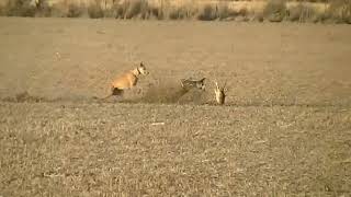 Mora temporada 2023 galgos vs liebres [upl. by Siraval]