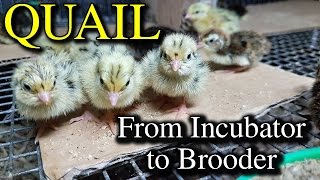 Hatching Quail Eggs amp Brooding Coturnix Chicks with Tips [upl. by Atilef]