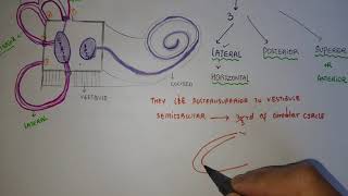 SEMICIRCULAR CANALS [upl. by Orsay]