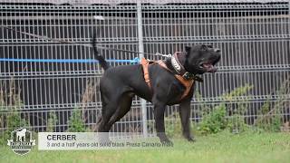 Presa canario agitation test Cerber [upl. by Nylessej]