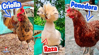 Características y Diferencias de una gallina de Raza Criolla o Ponedora [upl. by Tebasile]