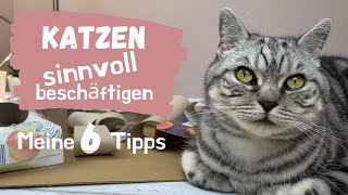 Katzen sinnvoll beschäftigen  6 Ideen 💡 [upl. by Ellerey]