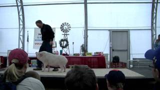 Trick Pigs at the 2012 Stock Show [upl. by Leamsi]