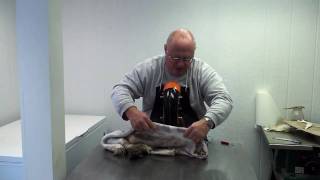 John Griffith Using the SampS Tool Fleshing Machine  Part 1 [upl. by Leroy]