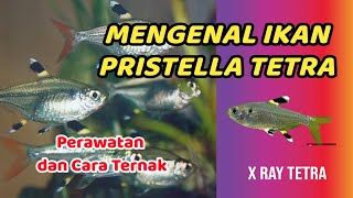 Mengenal dan Merawat Ikan Pristella Tetra [upl. by Ahsitel]