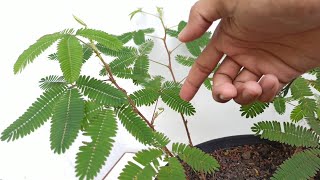 Touching Touch Me Not Mimosa Pudica Plant [upl. by Crispa]