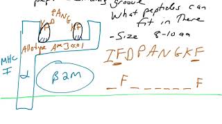 MHC I genes part 2  different alleles of HLA A [upl. by Scott]