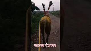 ladka chermanviralvideo shorts bailgadasharyat bailgadapremi [upl. by Nnateragram471]